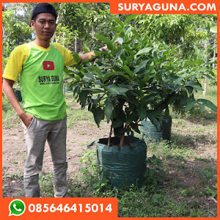 Planter Bag 200 Liter Hijau