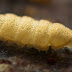 Pauropoda