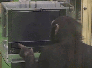 chimpanzé resolve cálculos no computador