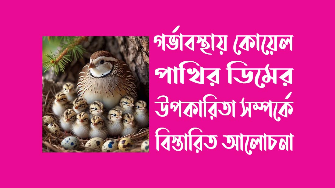 গর্ভাবস্থায় কোয়েল পাখির ডিমের উপকারিতা