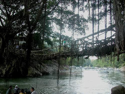 Jembatan Akar Pohon paling unik dan aneh di indonesia - operator-ku.blogspot.com