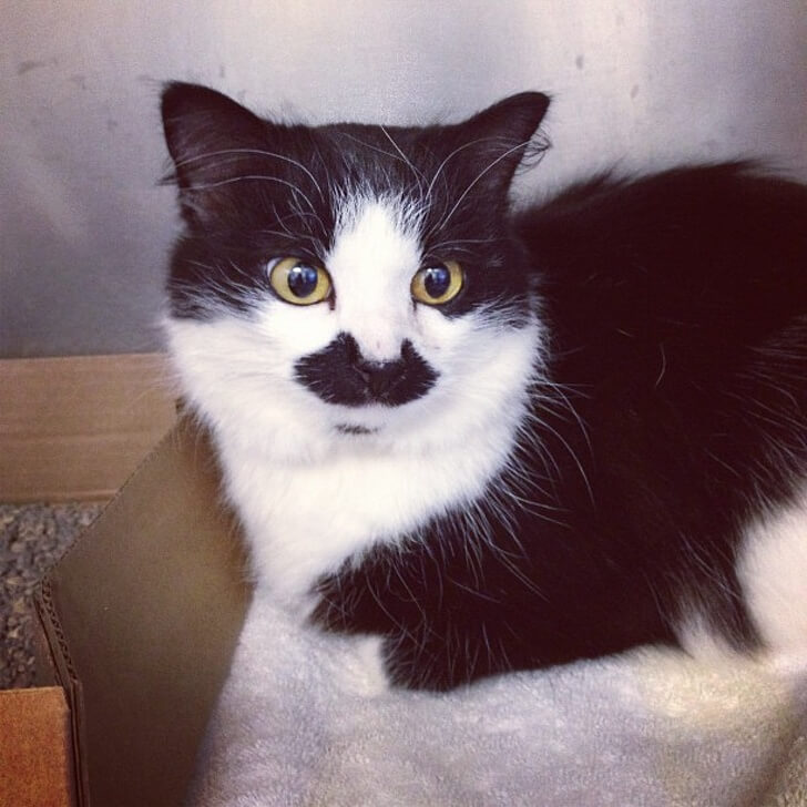 30 Adorable Pictures Of Cats Whose Fur Markings Make A Statement