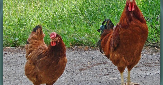 Mengenal Berbagai Jenis Ayam  Ras Indonesia Nama Gambar  