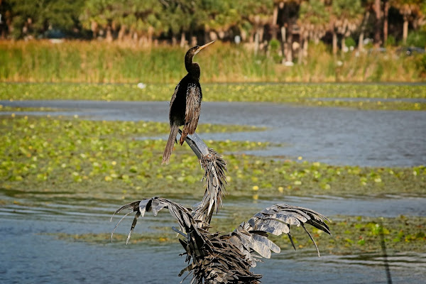 Anhinga