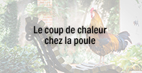  Le coup de chaleur chez la poule