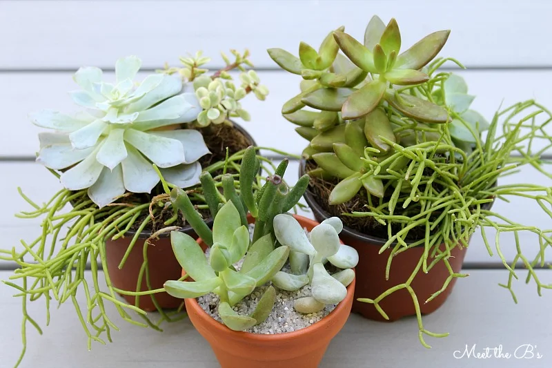 Easy housewarming gift idea! DIY painted succulent planter | Meet the B's