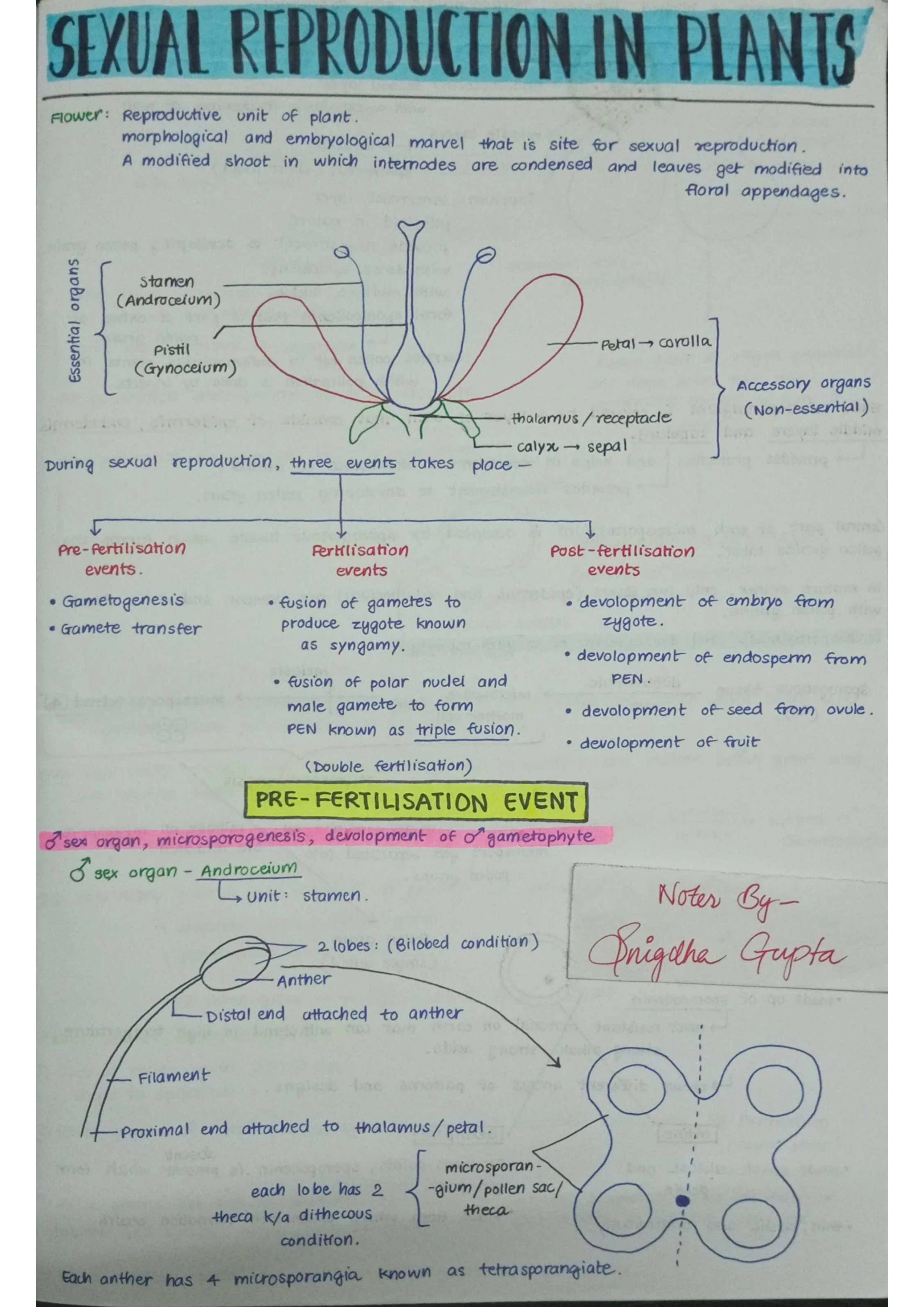 Sexual Reproduction in Flowering Plants - Biology Short Notes 📚