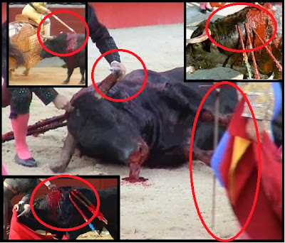 LAS CORRIDAS DE TOROS RUMBO A LA EXTINCIÒN