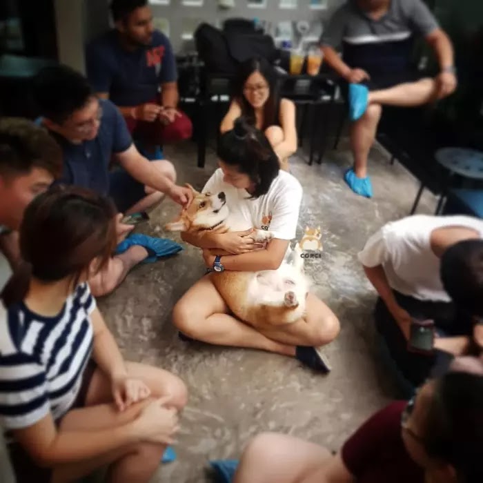 Woman Opened A Cafe With Corgi Puppies, And It’s Just Adorable