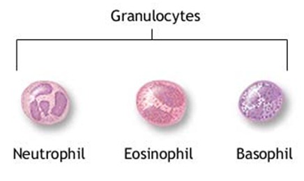 granulocytes