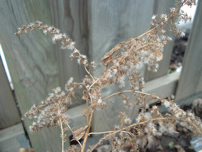 [Photo: Solidago canadensis seeds at winter's end.]