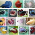 60 The Best Betta Fish Photo Collection