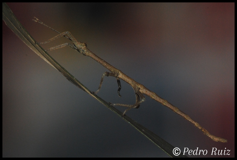 Ninfa hembra L3 de Venupherodes venustula, 4 cm de longitud