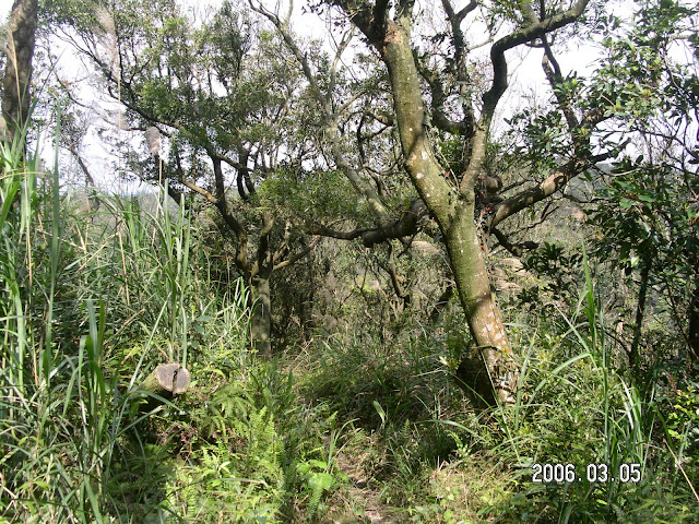 大崙頭山、碧山、白石湖山、大邱田山…趴趴走 (2006.03