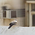 Qatar pigeon 