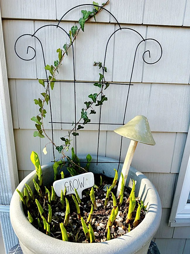 garden pot with mushroom