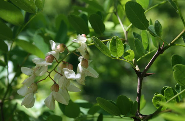 A branch of Black Locust with a descending cluster of white, pea-like flowers.