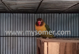 https://www.mysomer.com/2019/06/hasil-jebol-birahi-lovebird.html