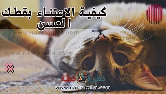 كيفية الاعتناء بقطك المسن