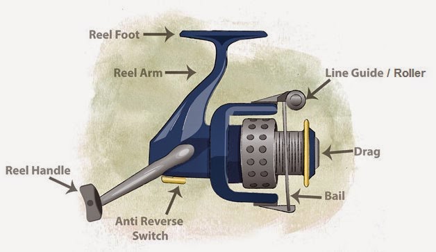 Parts of a Spinning Reel [Guide for Beginners]