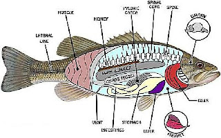 ASKAR PERIKANAN UMI Sistem Pencernaan  Ikan  disertai Gambar 