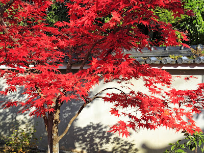 [最も好ましい] 光源寺 紅葉 321273-光源寺 紅葉 見頃