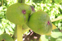 Immature figs