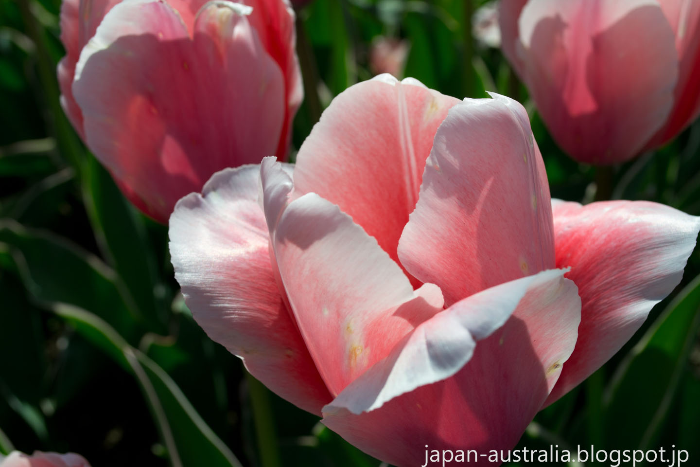 types of flowers in japan Japan Australia: Tulip Festival Kiso Sansen Park | 1440 x 960