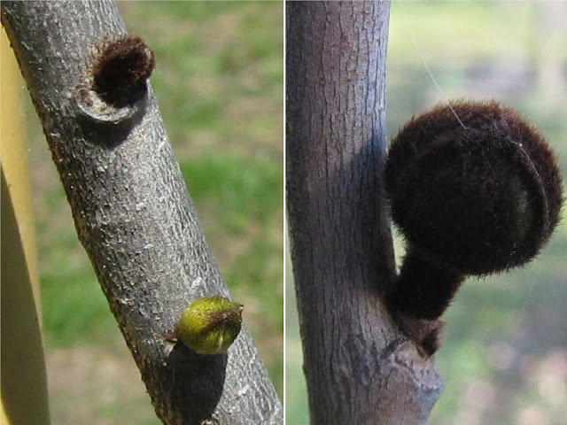 Gemme Gonfie in Primavera Asimina triloba