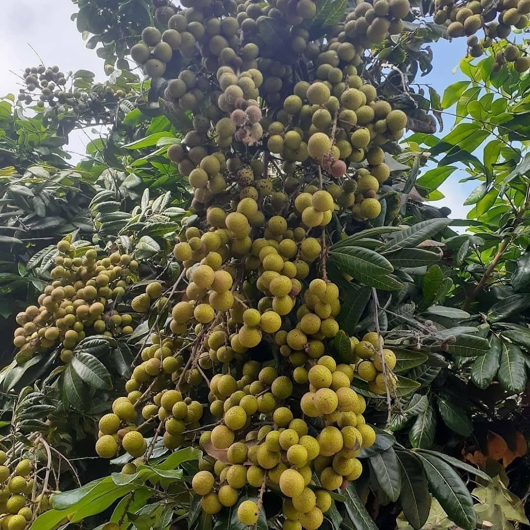 penjual bibit kelengkeng aroma durian yang cepat berbuah papua Sumatra Barat
