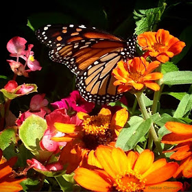 Monarch Butterfly on Bright Flowers: Photo by Debbie Clement