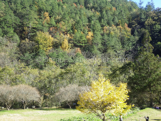 Wuling Farm maple autumn foliage