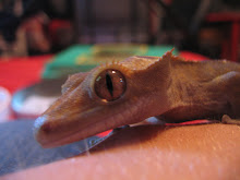 Pyro The Crested Gecko