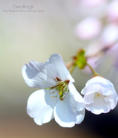 spring cherry blossoms