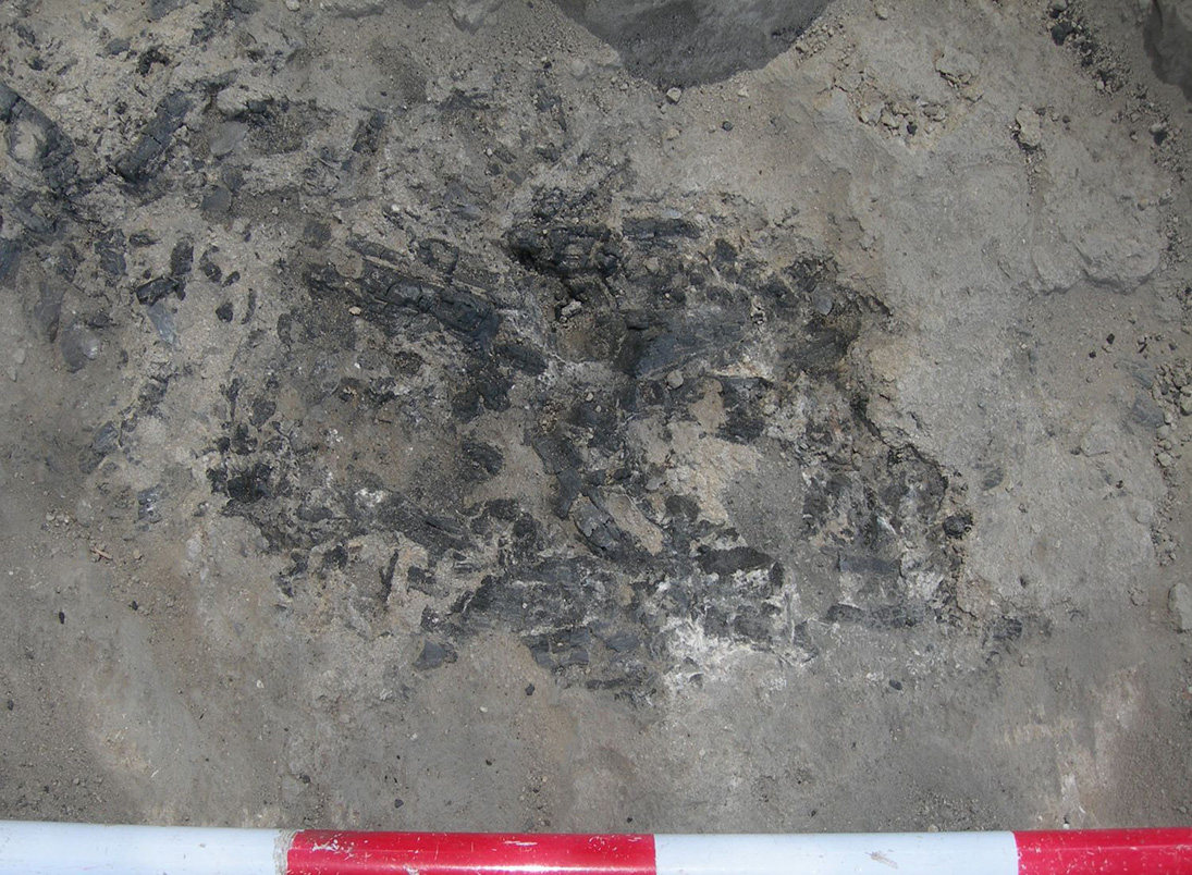 שרידי מדורה בת 7,000 שנים באתר תל צף (קרדיט צילום: פרופ' יוסף גרפינקל)