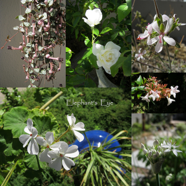 White flowers in February