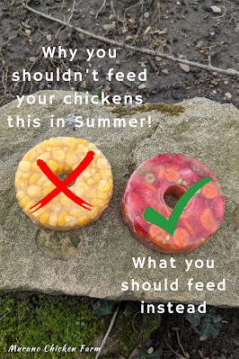 frozen corn rings VS frozen fruit rings for chickens