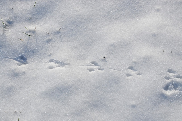 Traces dans la neige