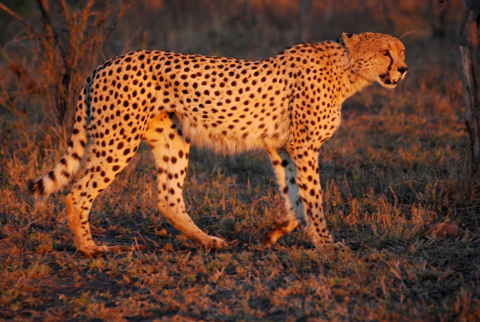 Abe S Animals Cheetah