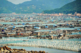 http://www.dailymail.co.uk/news/article-2773835/The-incredible-floating-cities-China-Entire-bays-covered-wooden-homes-provide-two-thirds-world-s-seafood.html