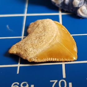 Fossilised sharks tooth triangular and showing serrations around two edges