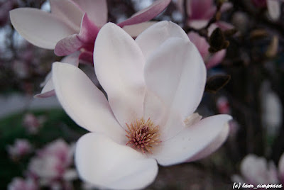 Magnolie Magnolia-soulangiana Tulpen-Magnolie Liliomfa beverboom