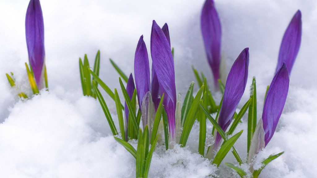 Chùm thơ hay về hoa Xuyên Tuyết với nhiều ảnh đẹp mới nhất