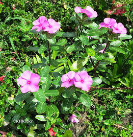 Catharanthus roseus, Madagascar periwinkle