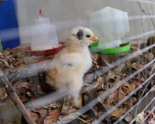 injured brahma chick