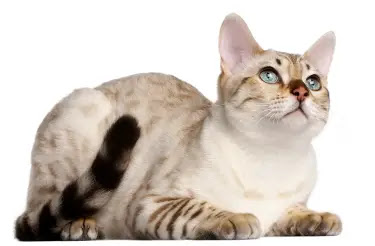 The White Bengal Cat: A Unique and Exotic Pet