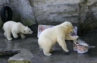 Osos polares en el parque zoológico de Hannover (Alemania).