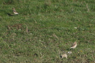 Female Wheatears