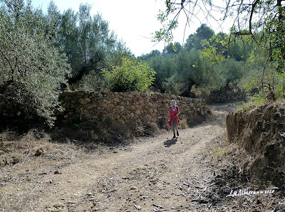 Artana. Bancales de Olivos centenarios