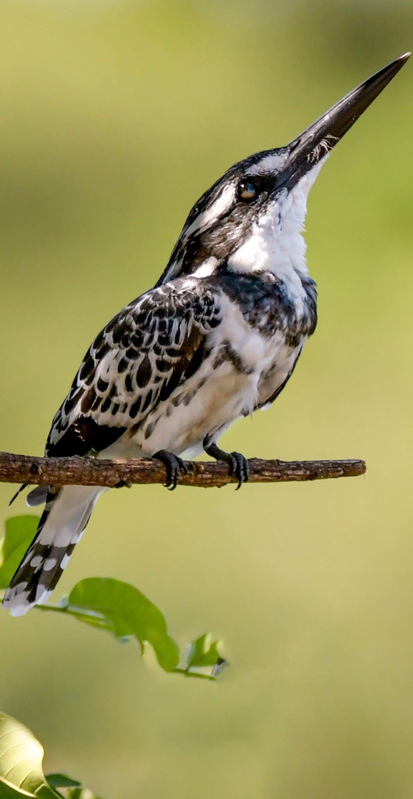 Picture of a pied kingfisher.